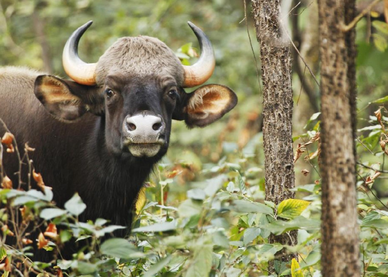 नए स्वरूप में बारनवापारा अभ्यारण्य