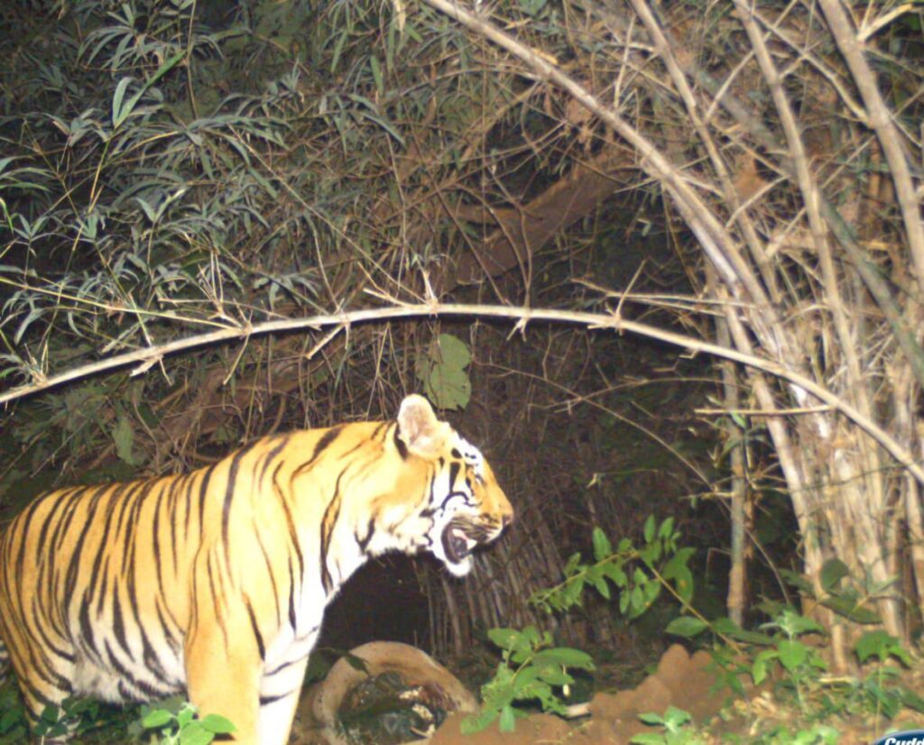 इन्द्रावती टायगर रिजर्व