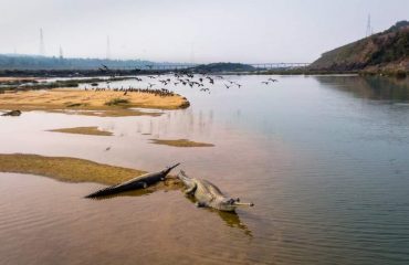 सोन घडिय़ाल अभ्यारण्य
