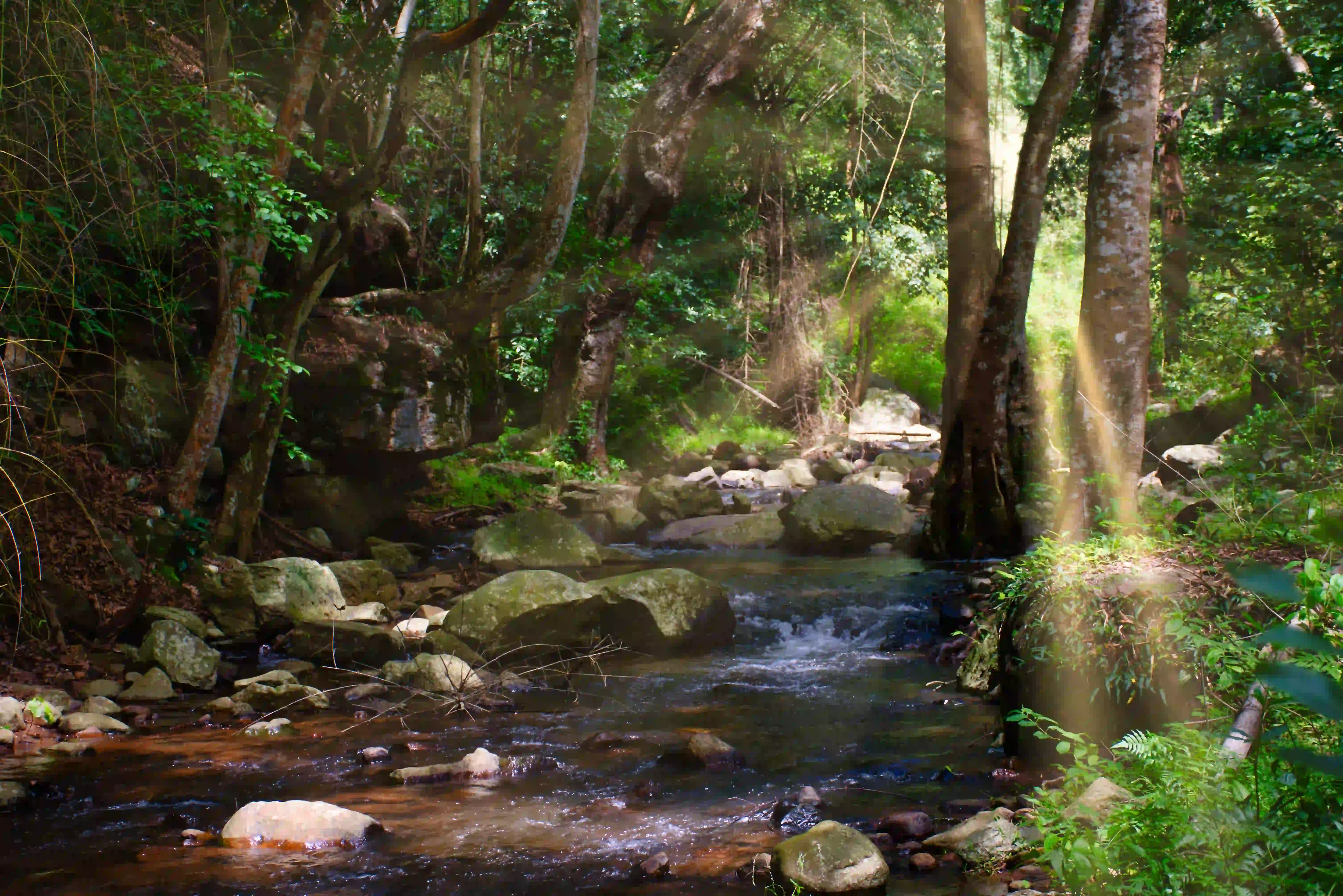 Eco-Tourism Venture: Veerappan Realm Revealed