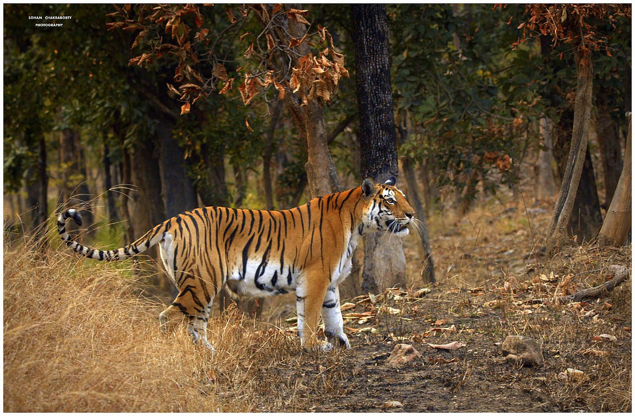 Proposed MP Pench Safari Fee Hike Sparks Concerns for Tourist Flow"