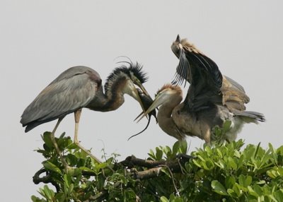 Purple Heron