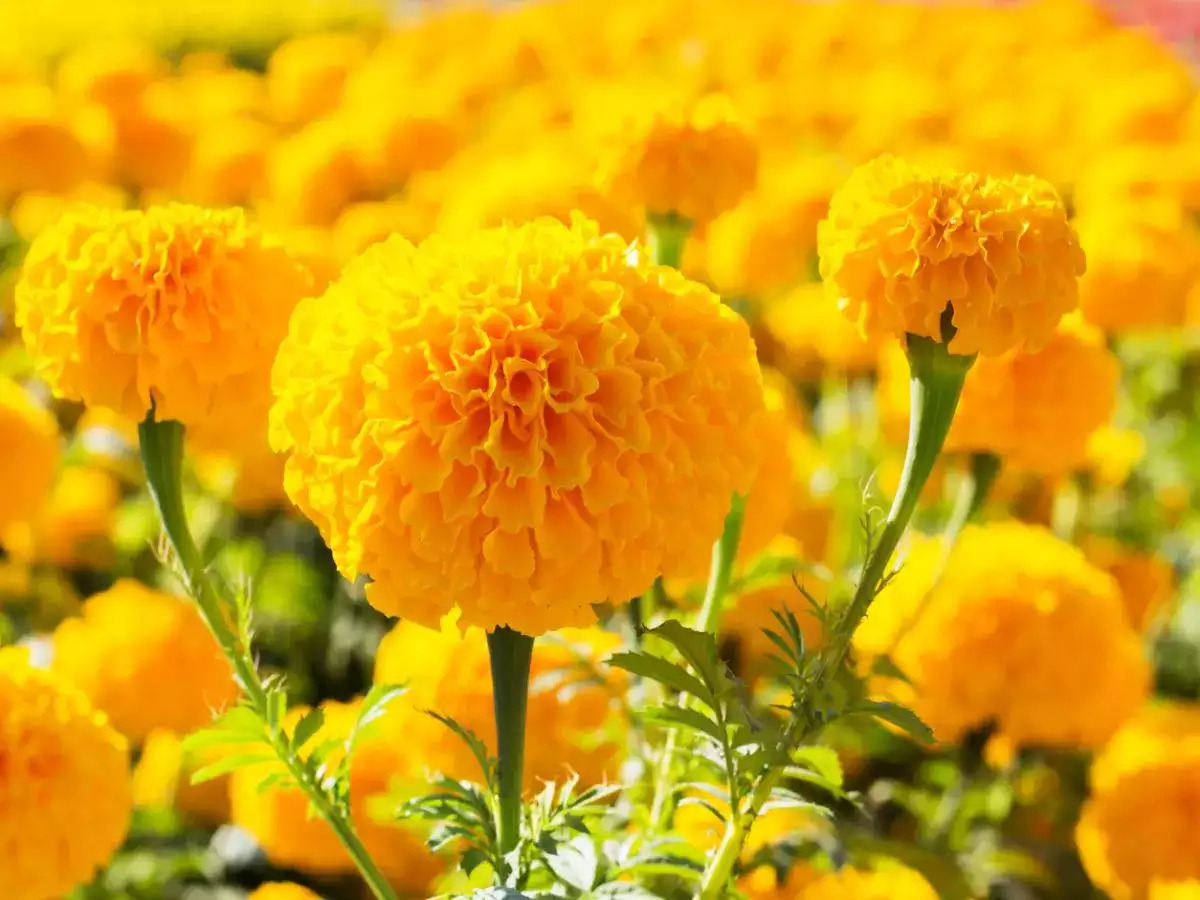 Kattakkada Blooms as a Marigold Paradise in Kerala!