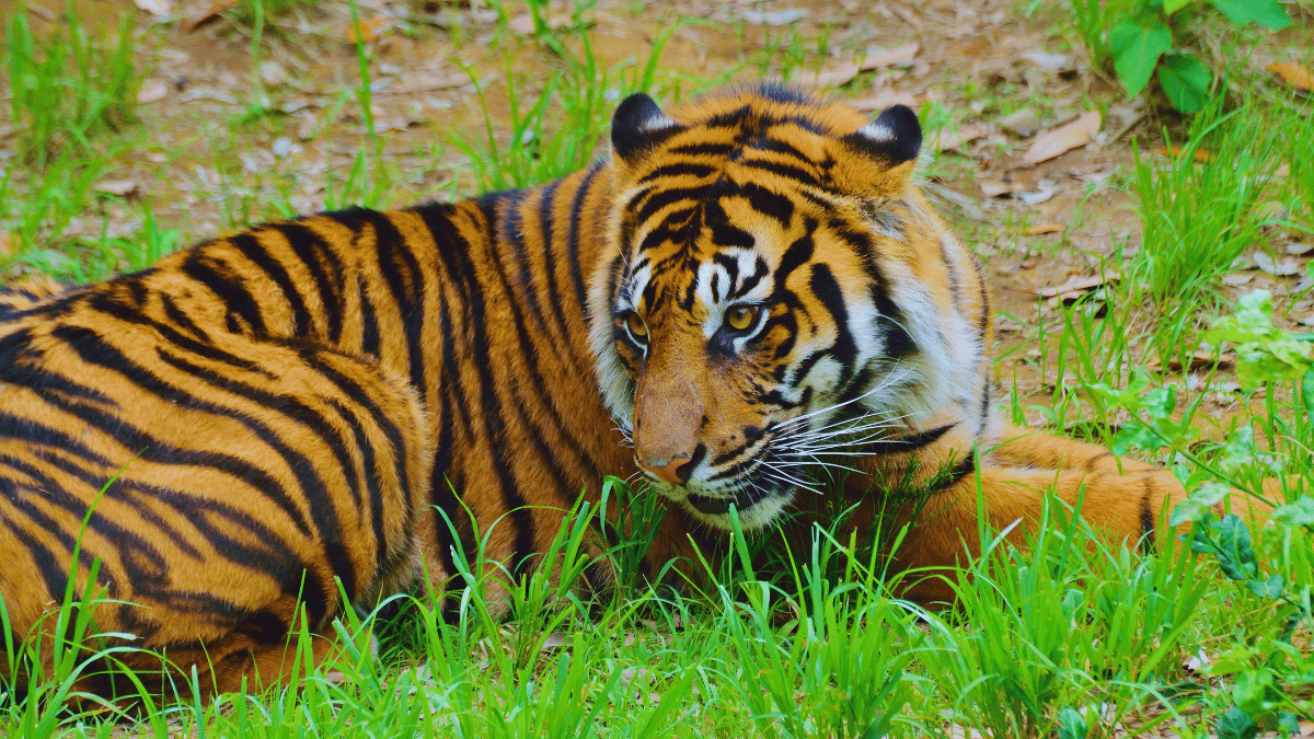 India Welcomes 54th Tiger Reserve: Dholpur-Karauli in Rajasthan