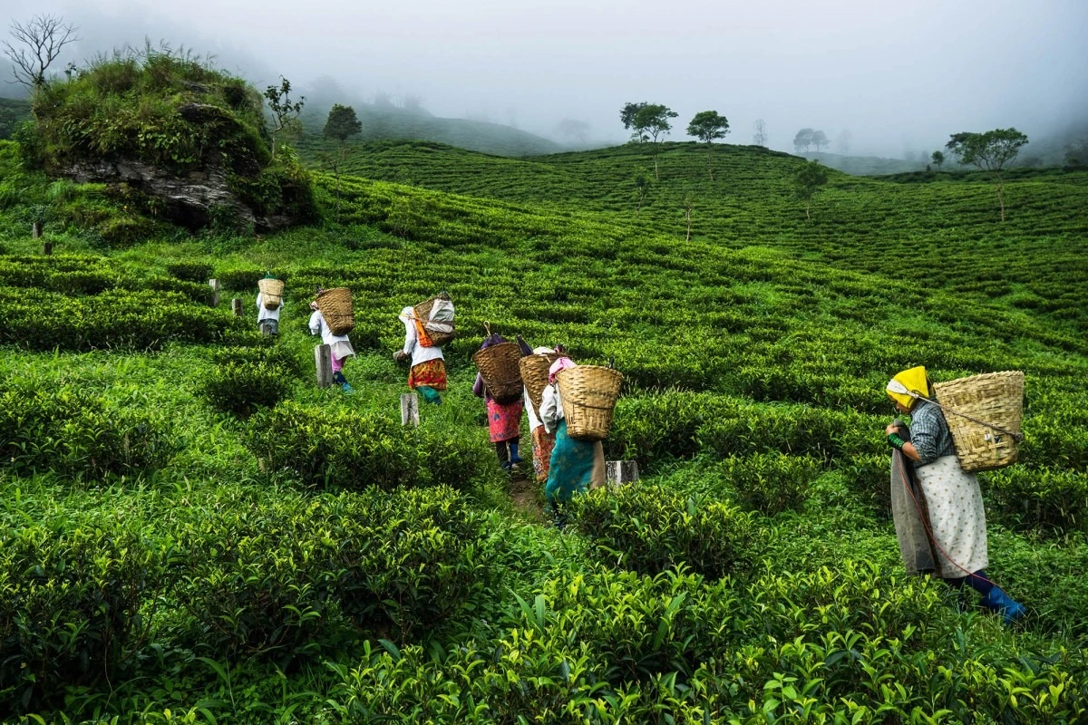 Exploring Kurseong: Time-Traveling Through Iconic Tea Gardens and Train Adventures
