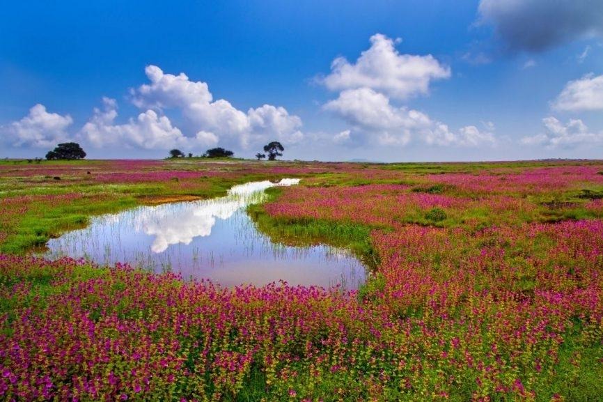 Exploring the Enchanted Realm of Kaas Plateau: Maharashtra's Floral Paradise