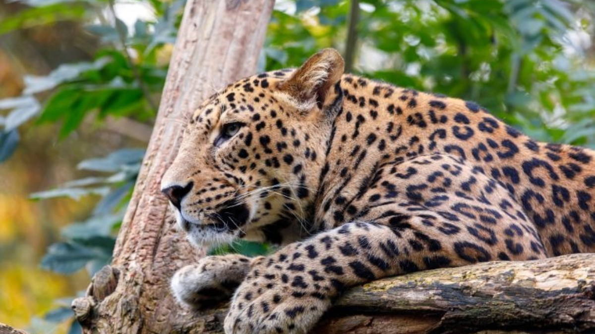 Gurugram's Aravali Region to Welcome 'Leopard Park' and Jungle Safari on 15-Kilometer Stretch