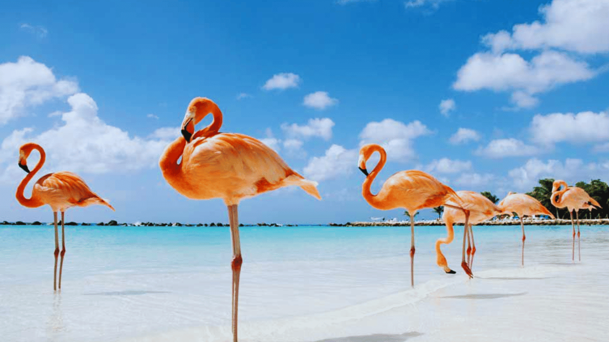 Experience Paradise: Flamingo Beach in Aruba