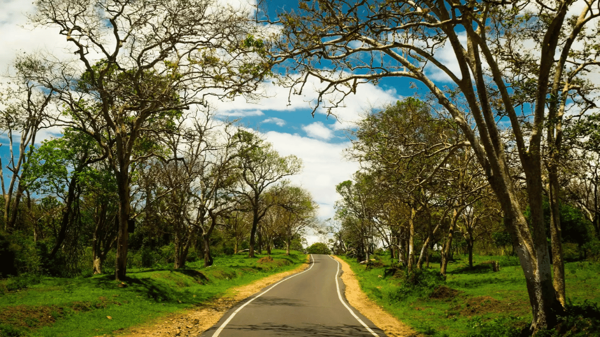 What makes Masinagudi a standout offbeat wildlife destination in the Nilgiris?