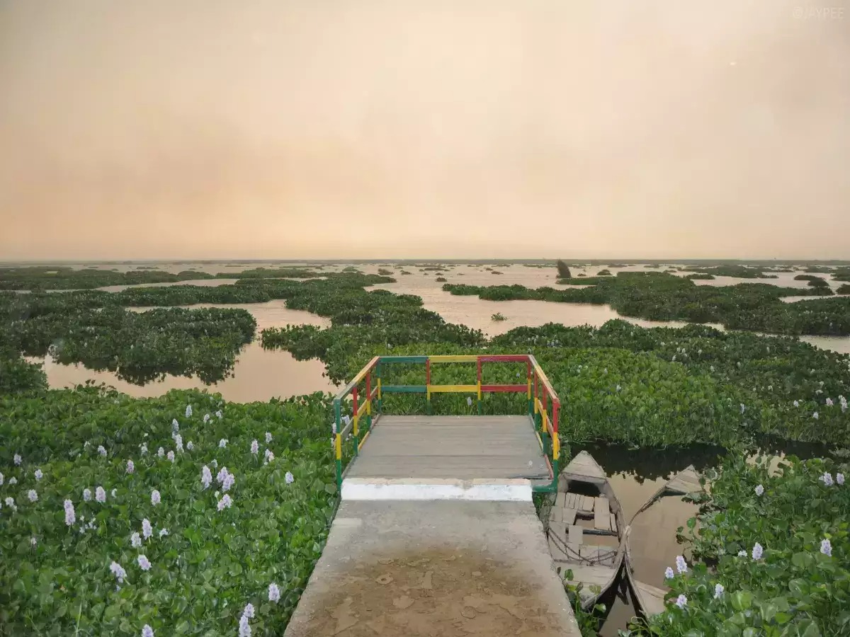 Discover the Ecological Gem of Punjab: Harike Wetlands