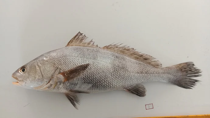 "Gujarat Names 'Ghol' State Fish - Valuable!"