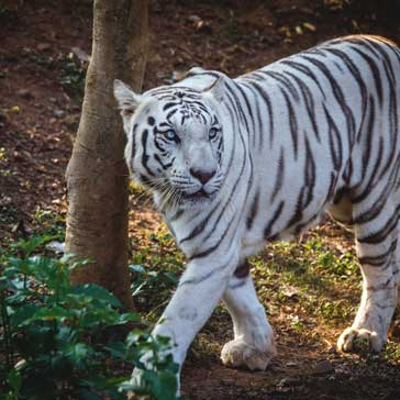 नंदनकानन जूलॉजिकल पार्क