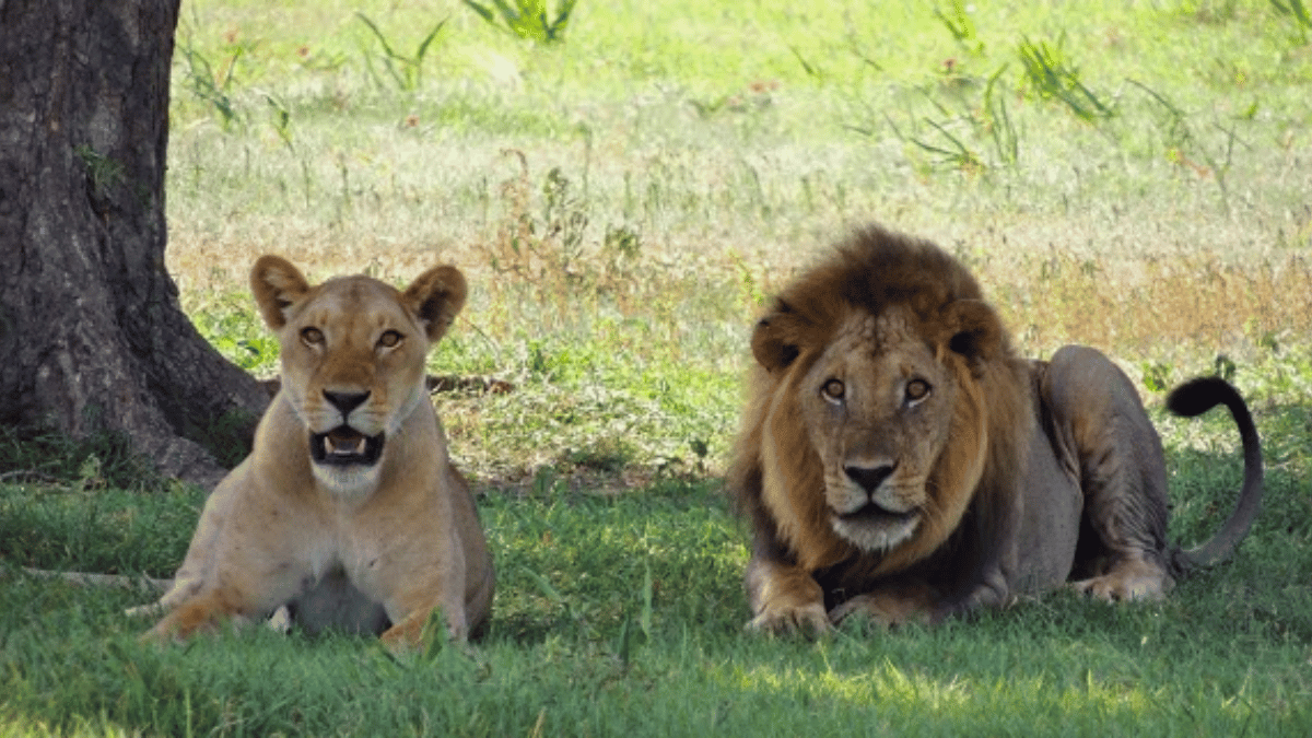 "North Bengal Animals Park debuts Lion Safari."