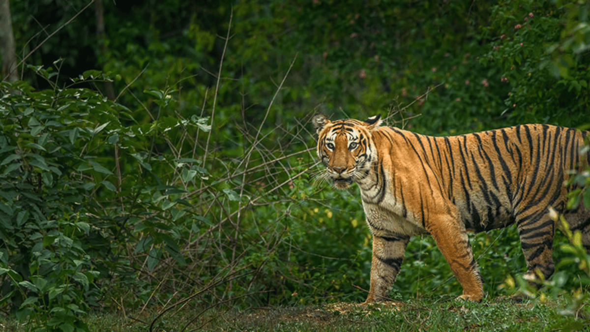 Chamarajanagar in Karnataka Gears Up for New Tiger Safari Zone
