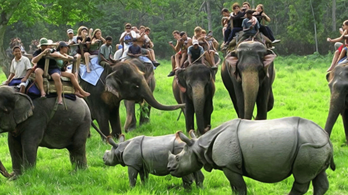 Suspension of Elephant Safari at Kaziranga National Park