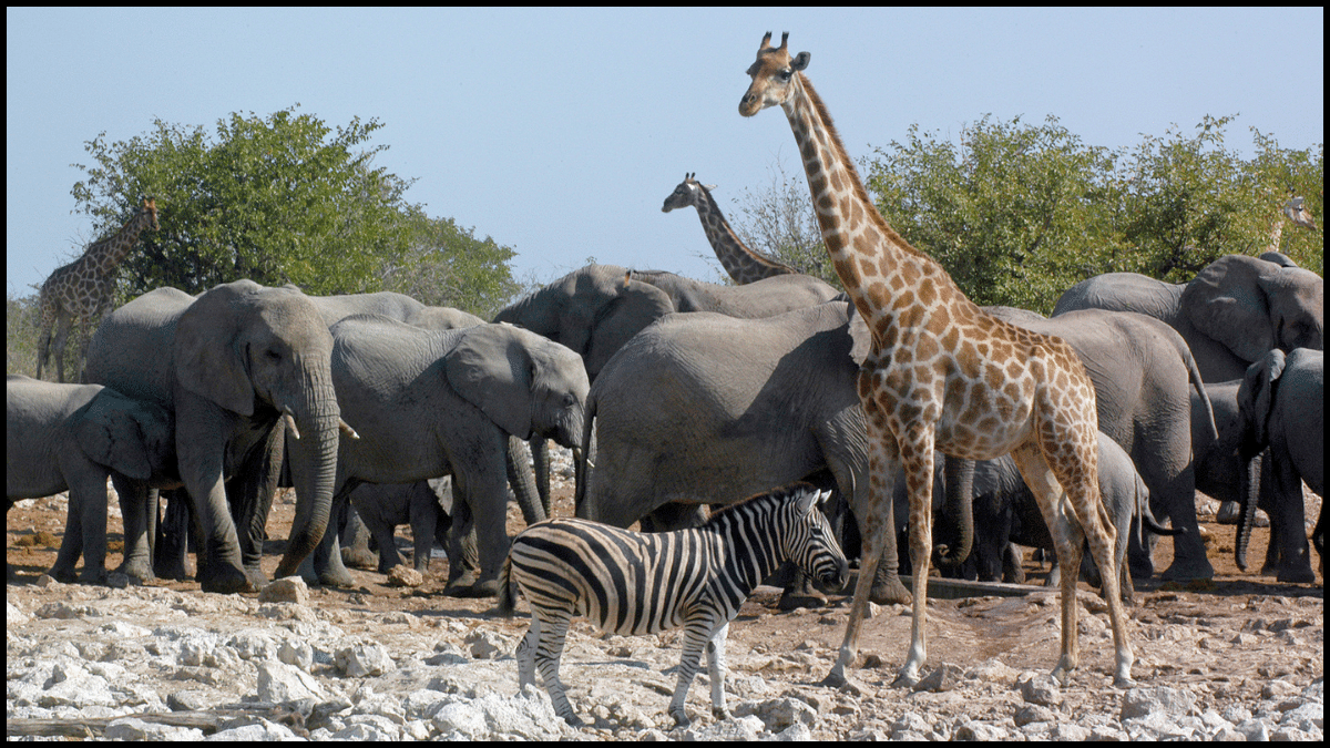 7 Reasons Why March is the Best Time for Wildlife Adventures in India