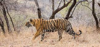 छपोराडीह-सिरपुर मार्ग पर दिखा टाइगर