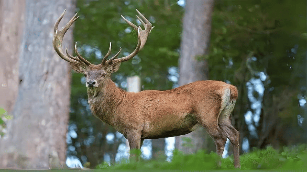 The Hangul, Kashmir's Stag, Nears Extinction Despite Conservation Endeavors