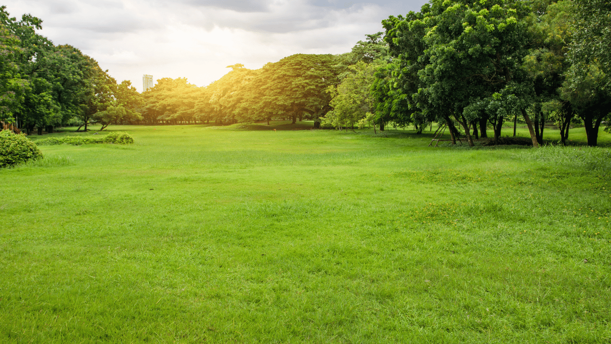 NDMC Unveils Plans for New Green Park Near Red Fort
