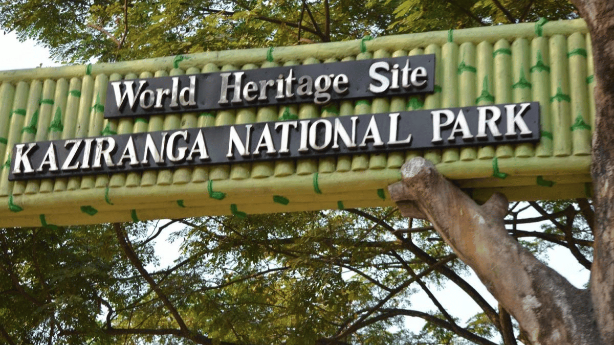 Kaziranga National Park: A Record-Breaking Year for Tourism and Revenue in 2023-24