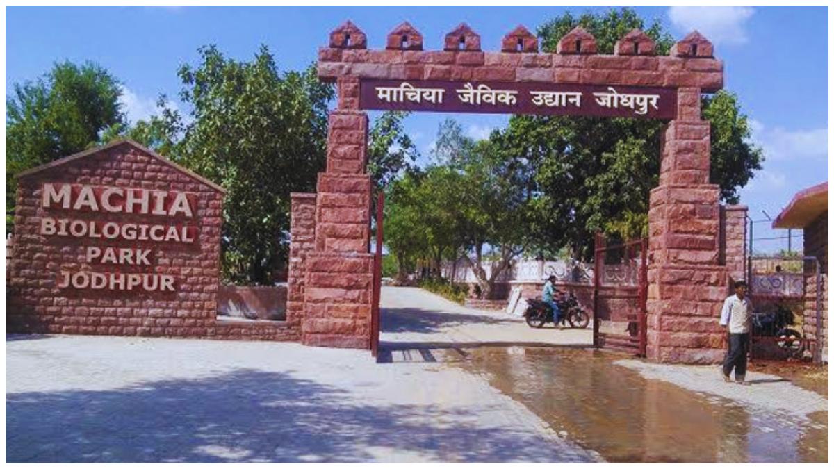 Sole Tigress Ambika Succumbs to Heat Stroke at Jodhpur’s Machiya Safari Park
