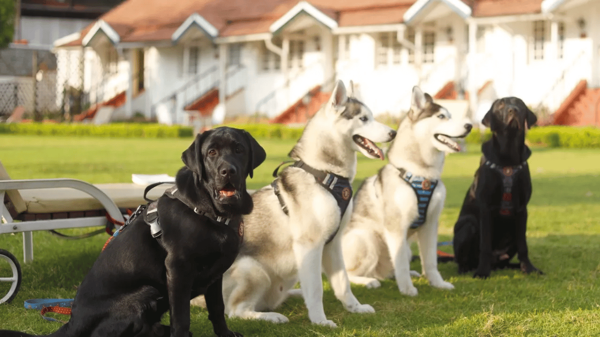 Top 5 Pet-Friendly Retreats Across India