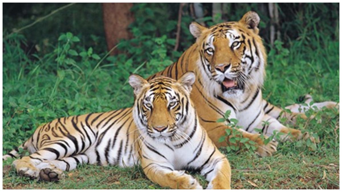 Bannerghatta Biological Park Launches Leopard Safari and Afforestation Initiative