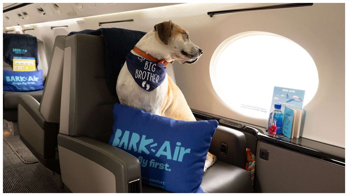 BARK Air Unveils the World's First Canine-Exclusive Airline