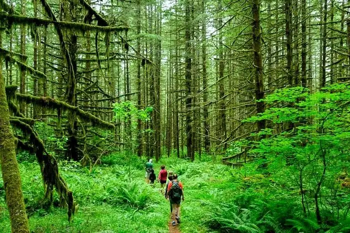 Exploring India's Vibrant Rainforests
