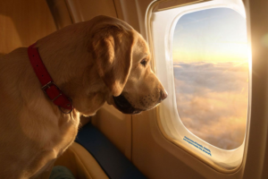 Canine Exclusive