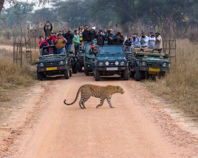 Leopard Safari