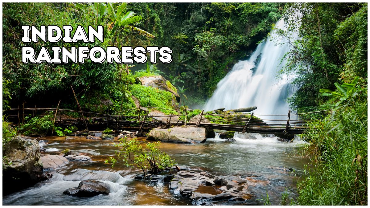 Exploring India's Vibrant Rainforests