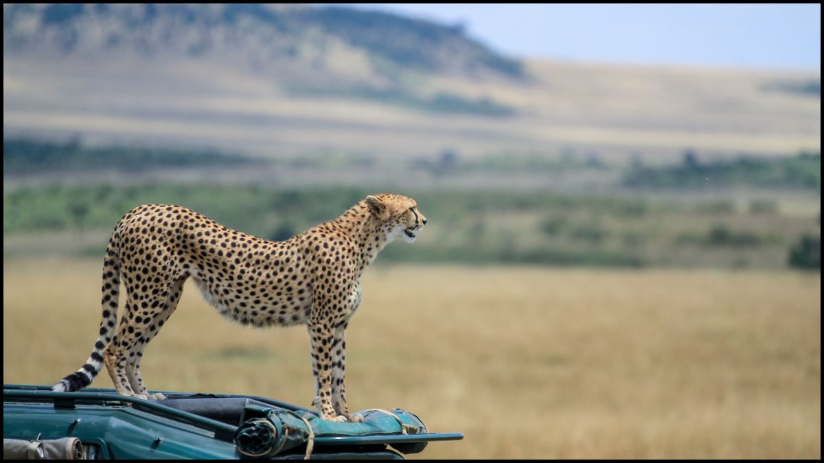 Experiencing Kenya's Maasai Mara