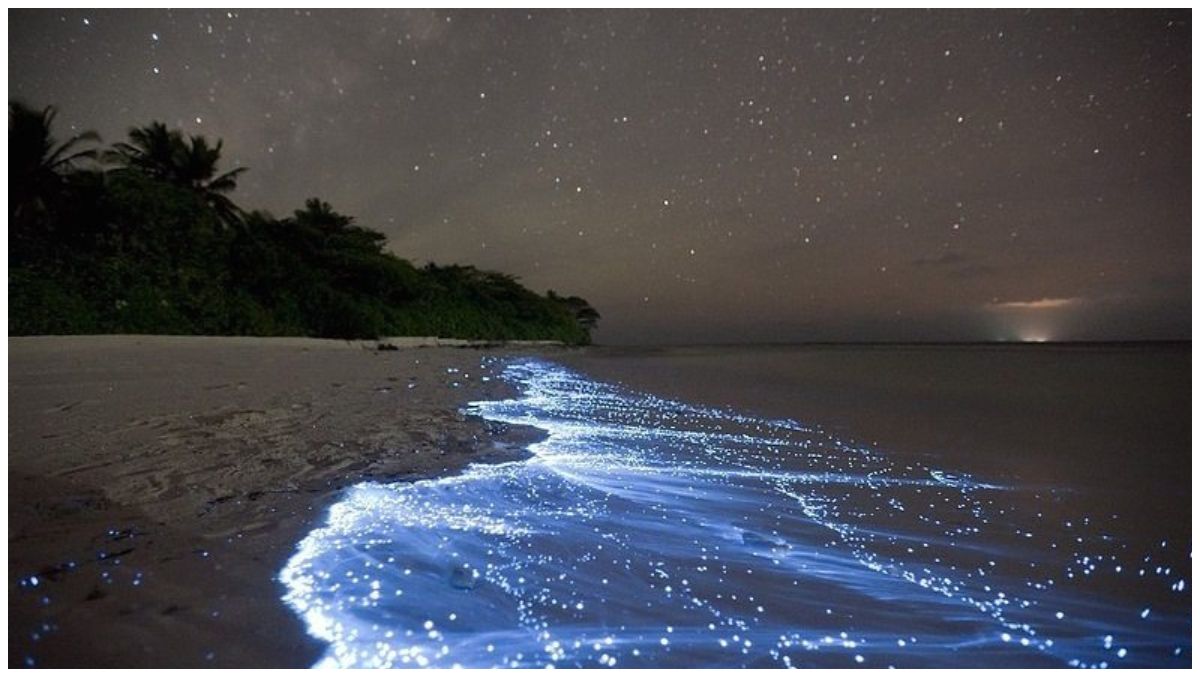 Beaches that Glow During the Night: Nature's Bioluminescent Wonders