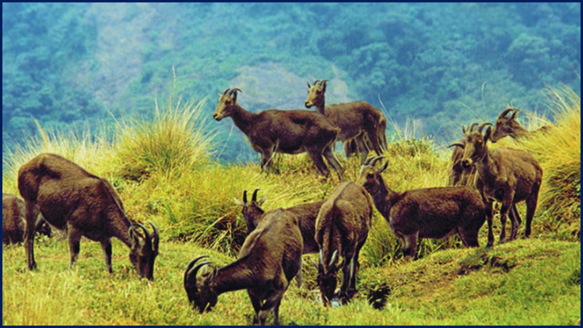 Eravikulam National Park: Fascinating Facts for Wildlife Enthusiasts