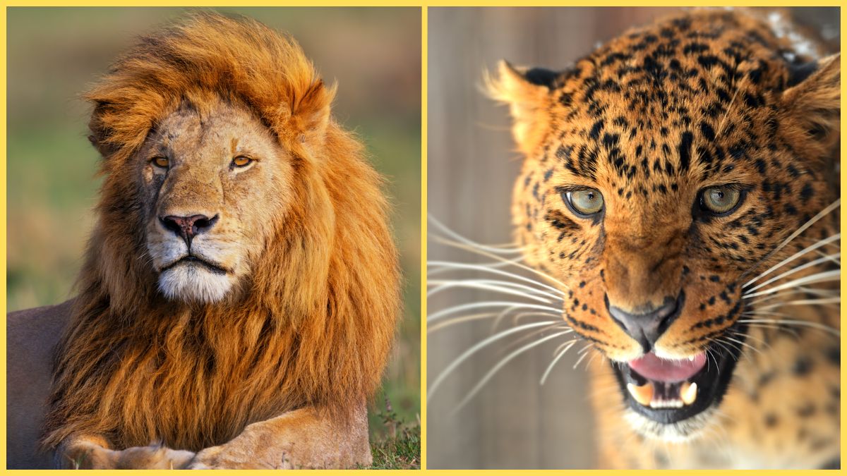 Upcoming Lion-Leopard Safari Parks in Gujarat