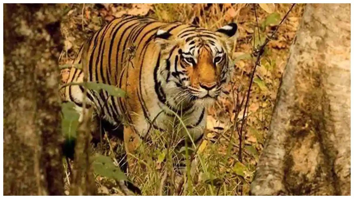 छत्तीसगढ़ का गुरुघासीदास-तमोर पिंगला बनेगा टाइगर रिजर्व
