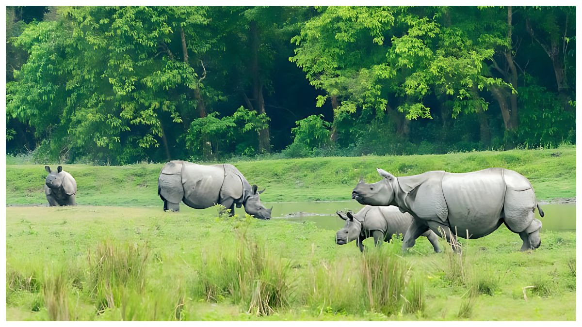 Kaziranga National Park to Welcome Tourists Again from October 1