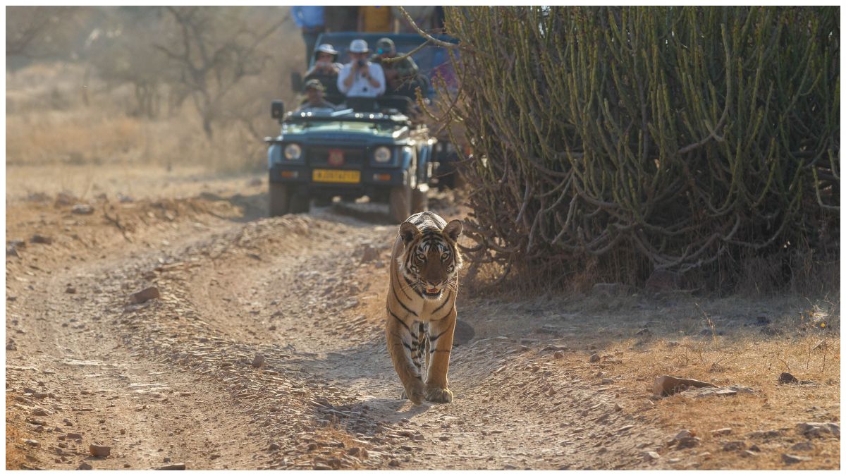 25 of 75 Tigers Missing from Ranthambore National Park