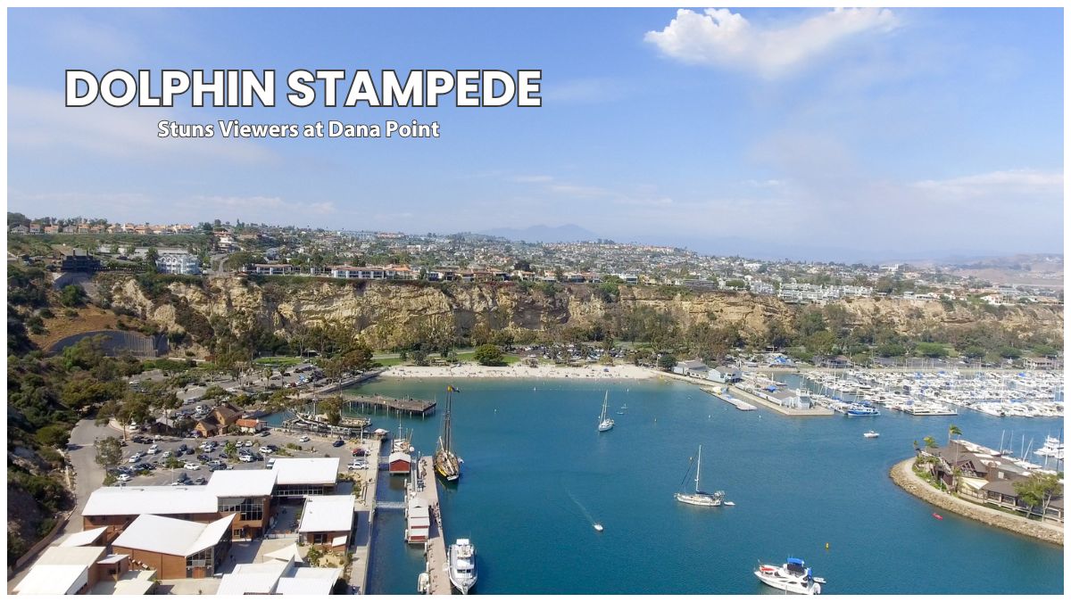 Rare Dolphin Stampede Stuns Viewers at Dana Point