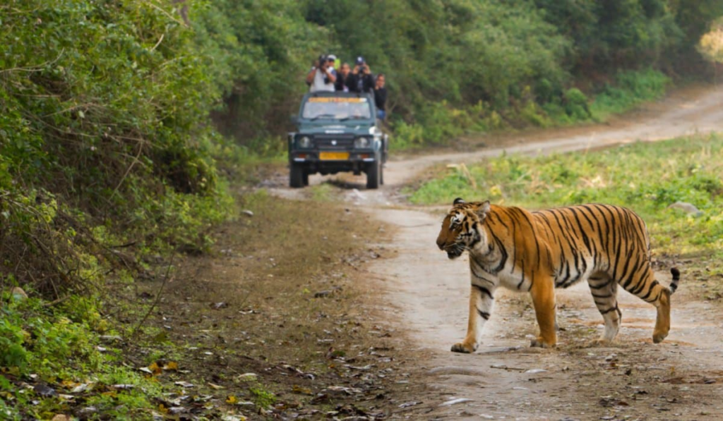 Why February is the Perfect Time to Visit Jim Corbett National Park