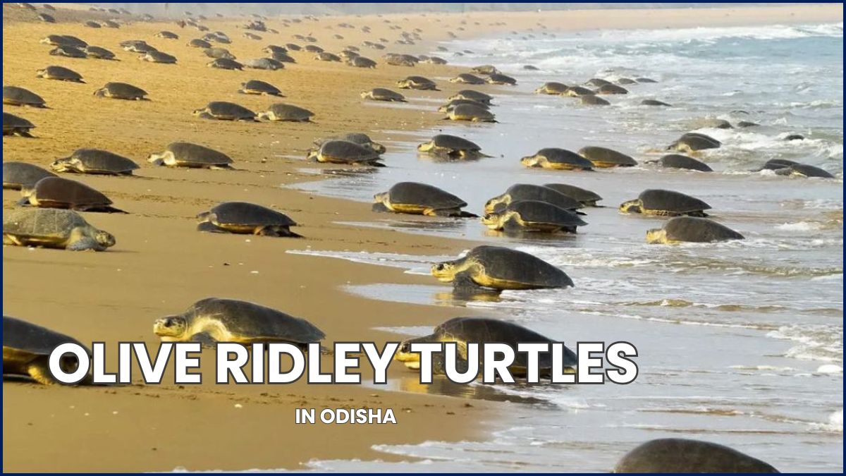 7 Lakh Olive Ridley Turtles Arrive on Odisha’s Shores