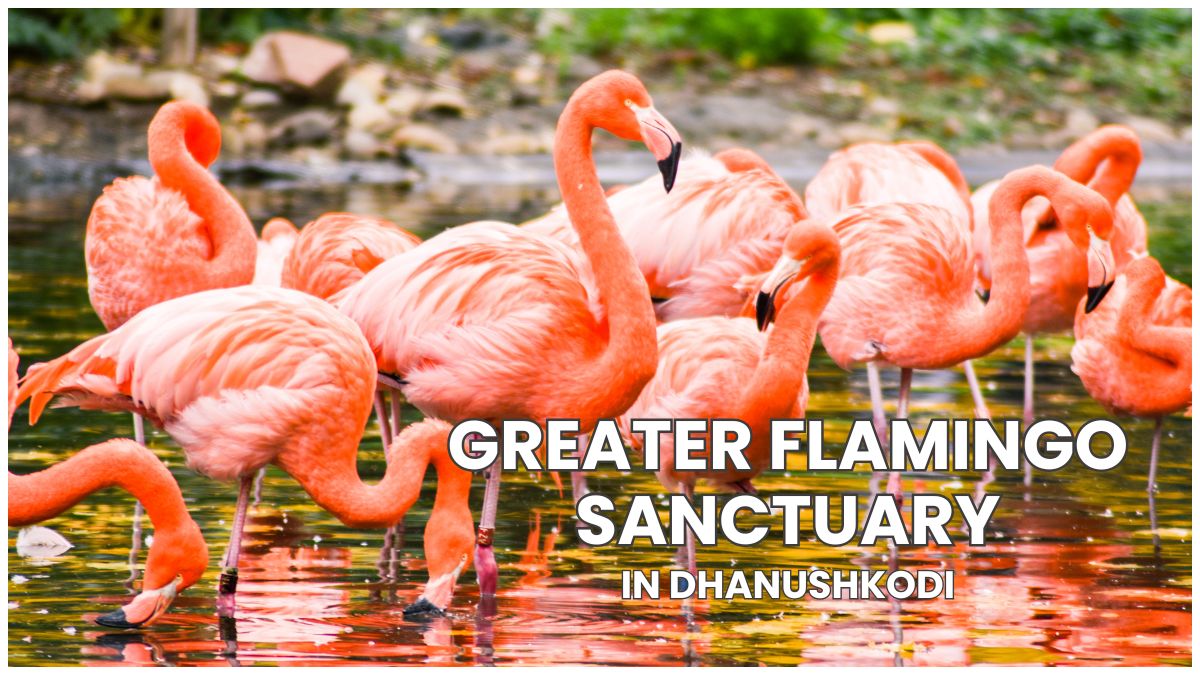 Tamil Nadu to Establish Greater Flamingo Sanctuary in Dhanushkodi