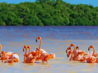 Tamil Nadu to Establish Greater Flamingo Sanctuary in Dhanushkodi