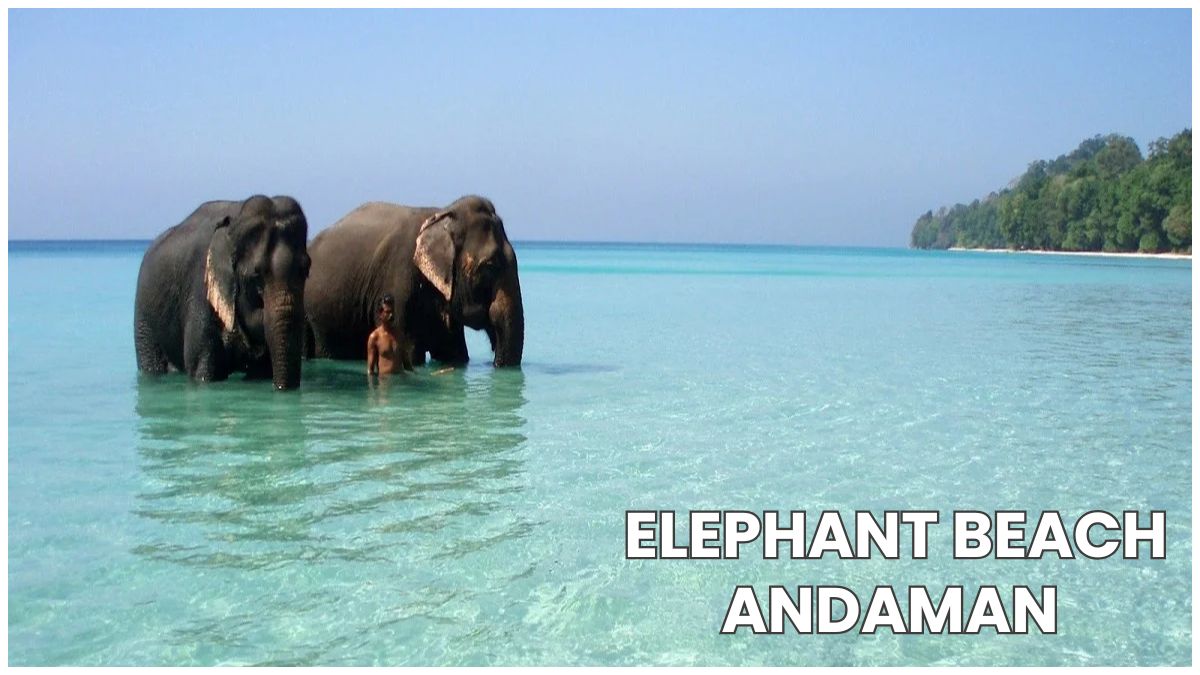 Elephant Beach : The Andamans’ Hidden Gem Waiting to Be Discovered