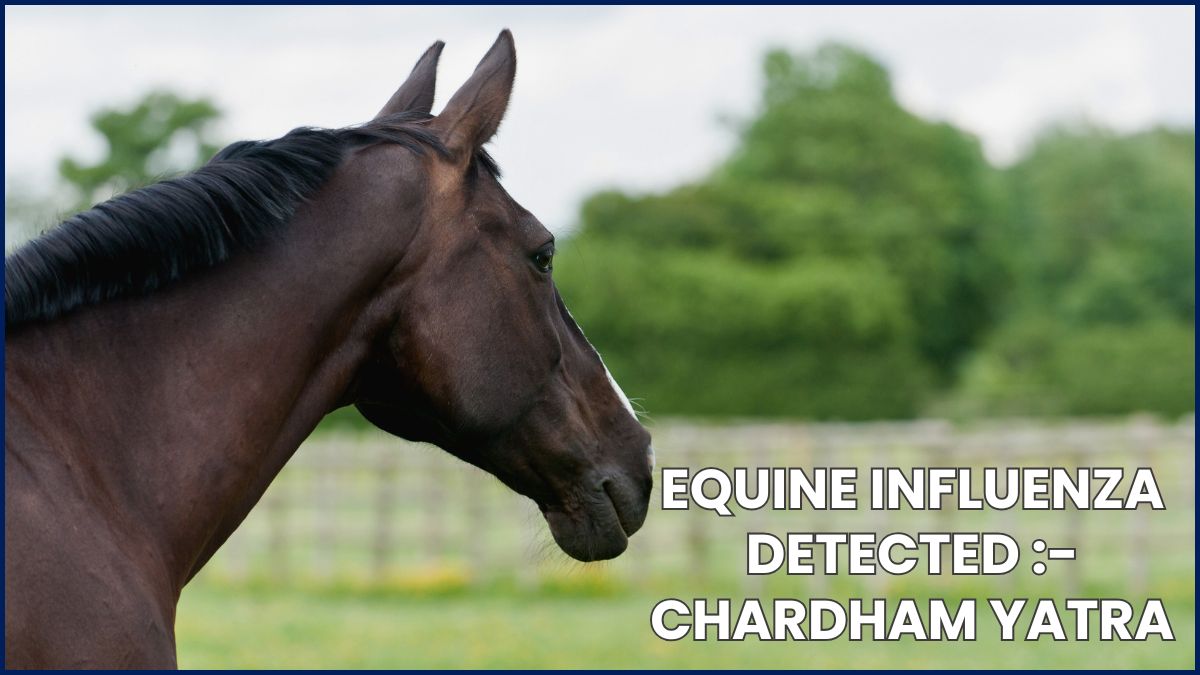 Equine Influenza Detected :- Chardham Yatra on High Alert