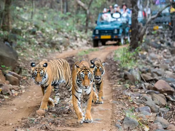 Sundarbans (Bangladesh Side) Closed to Tourists Until August