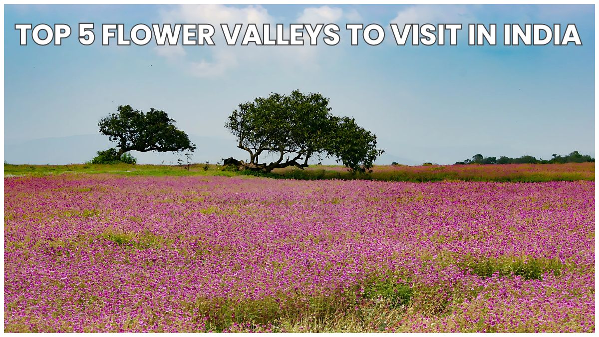 Top 5 Flower Valleys to Visit in India- A Blooming Paradise Awaits!