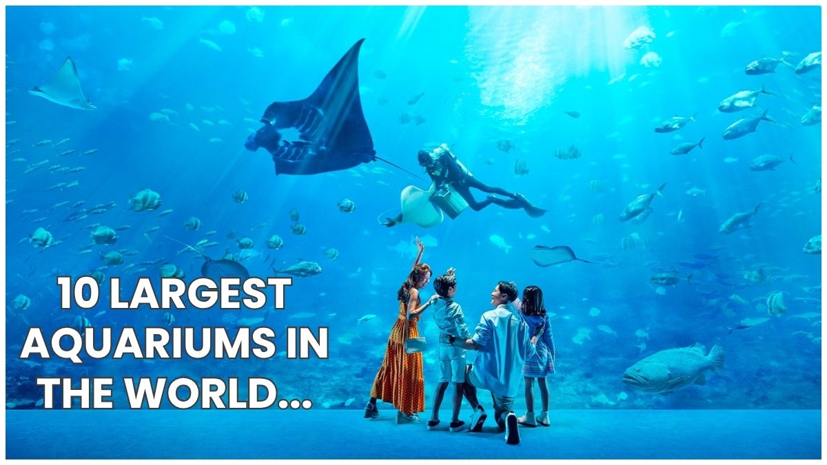 10 Largest Aquariums in the World You Should Visit at Least Once