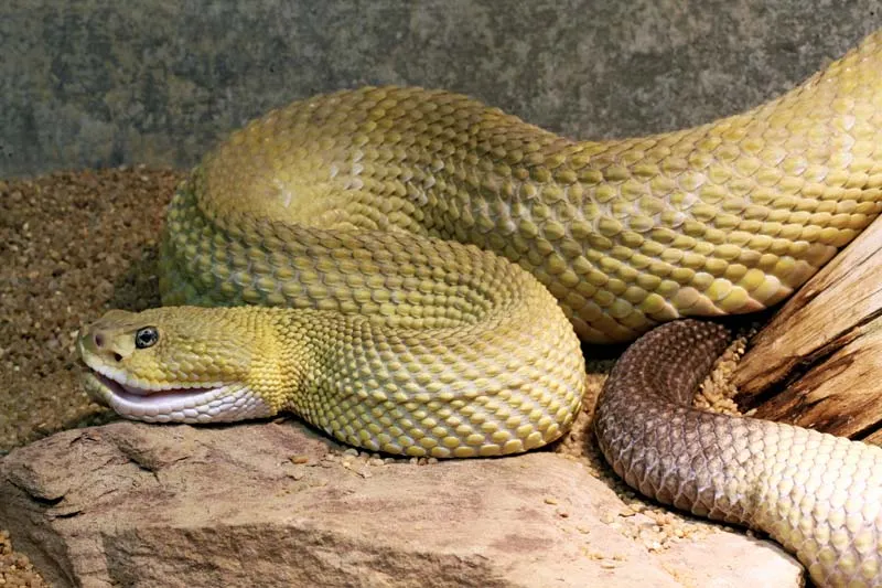 Why Mexico Has the Most Snake Species in the World
